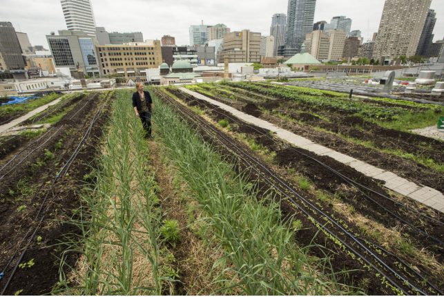 Why growing vegetables on the roof is the future of Toronto architecture