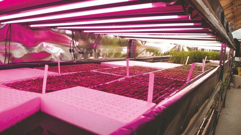 Aquaponics once seemed like a hobby could be the future for growing food in New York City