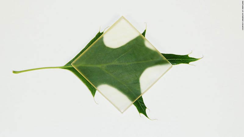 The new green, see-through wood could revolutionize design concepts