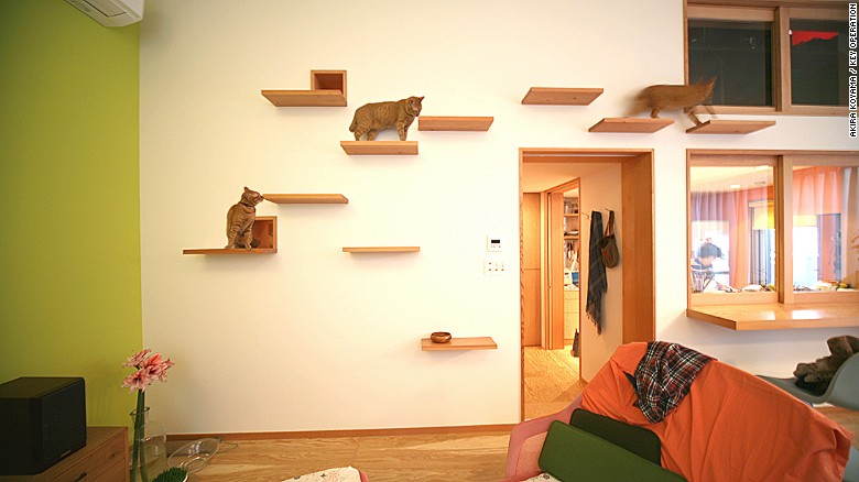 Cat flats: designing human apartments for feline friends