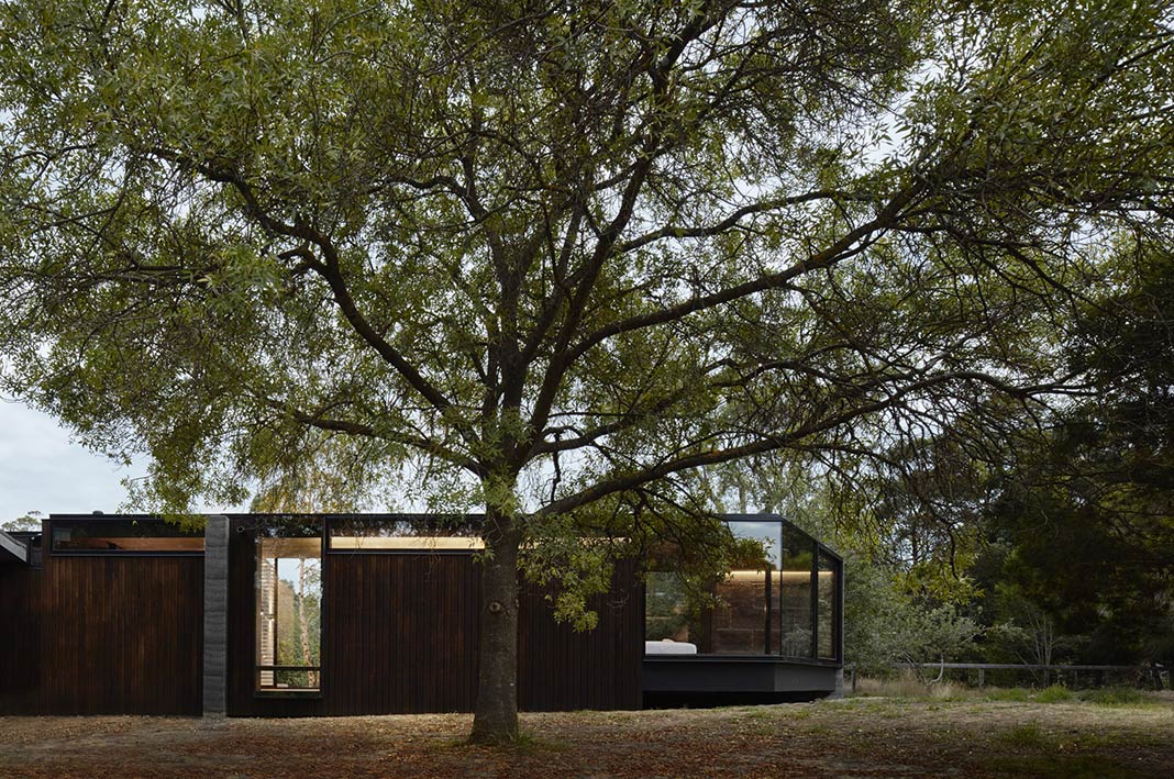 A pavilion between trees / branch studio architects