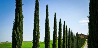 How Cypress is useful in Aromatherapy