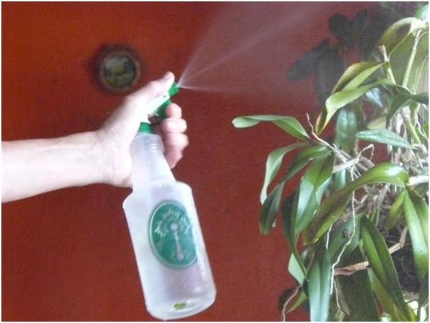 Spray care and growth of schefflera arboricola