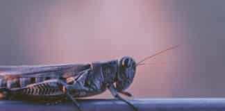 Tips and Tricks to Keep Pests Away from Your Home
