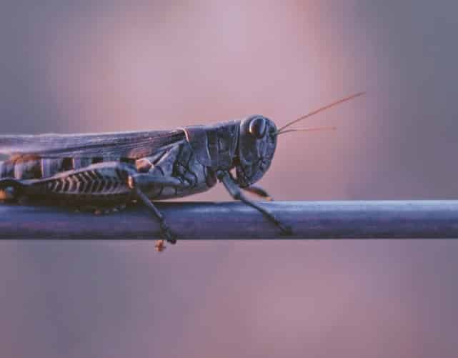 Tips and tricks to keep pests away from your home