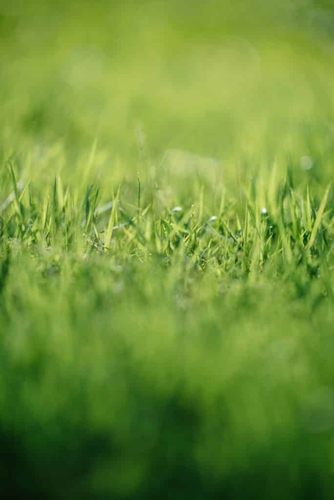 Improving your lawn how to