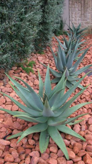 Xeriscaping with aloe