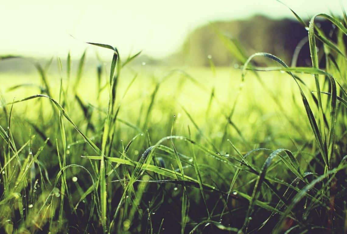 Remedies for heat-burnt grass