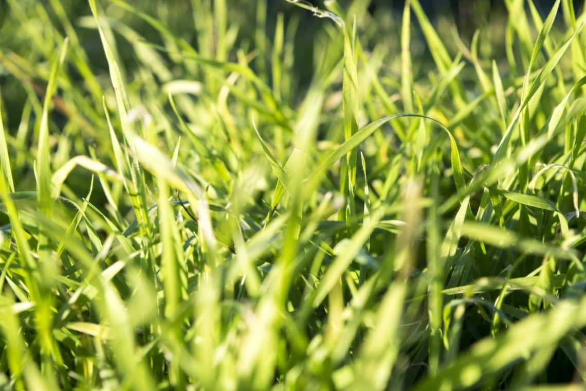 8 remedies for heat burnt grass for a refreshing summer lawn 4