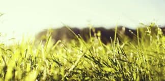 Remedies for Heat-Burnt Grass for a Refreshing Summer Lawn