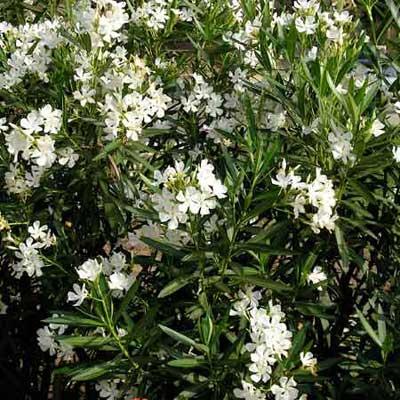 Oleander nerium oleander