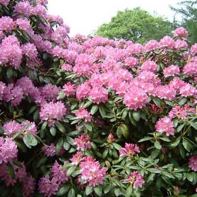 Rhododendronrhododendron ponticum
