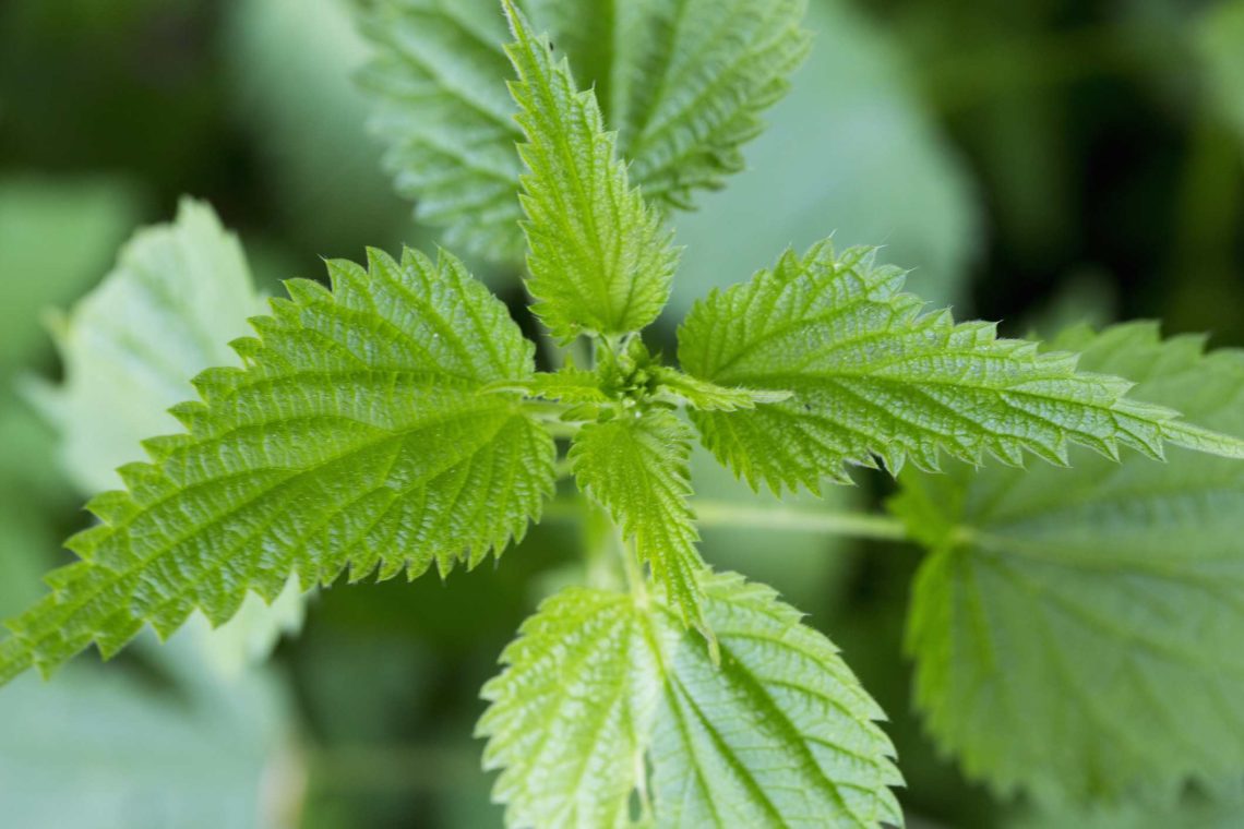 Stinging nettle from above big 5a296b2a0d327a0037466b4a1