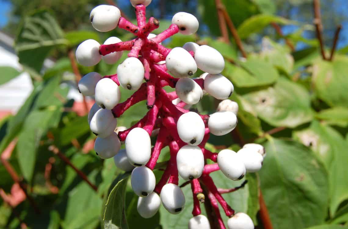 White baneberry berries pink stem big 56a582c95f9b58b7d0dd3c401