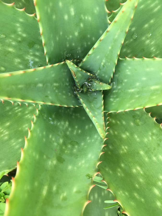 Aloe vera plant air purifying