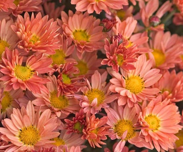Chrysanthemum rhumbaoptimized