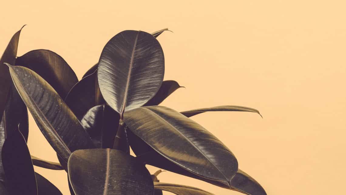 Rubber plant purifying air
