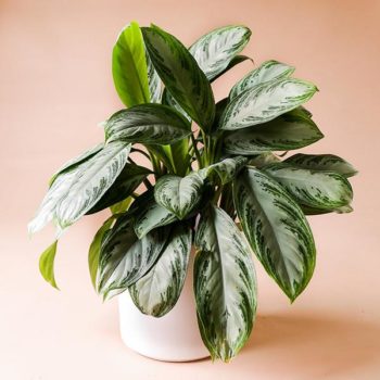 15 Air-Purifying Plants For A Healthy Home [Reviews+Buyer's Guide]