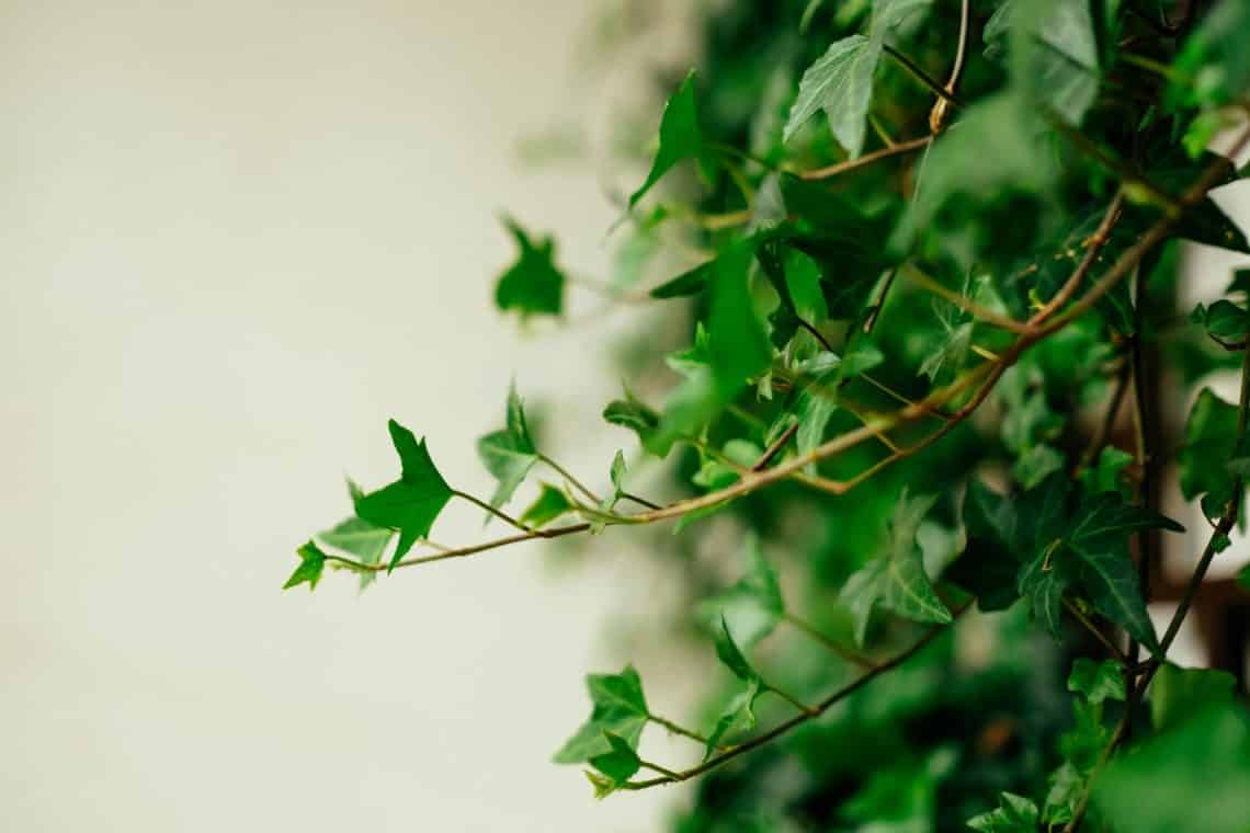 English ivy purifying plants