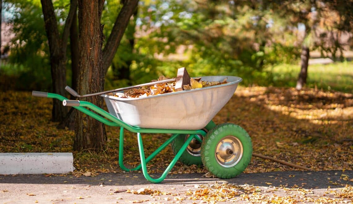 A metal wheelbarrow for a gardener who collects fallen yellow leaves into it in a park.