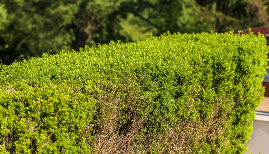 Closeup view of grass hedge