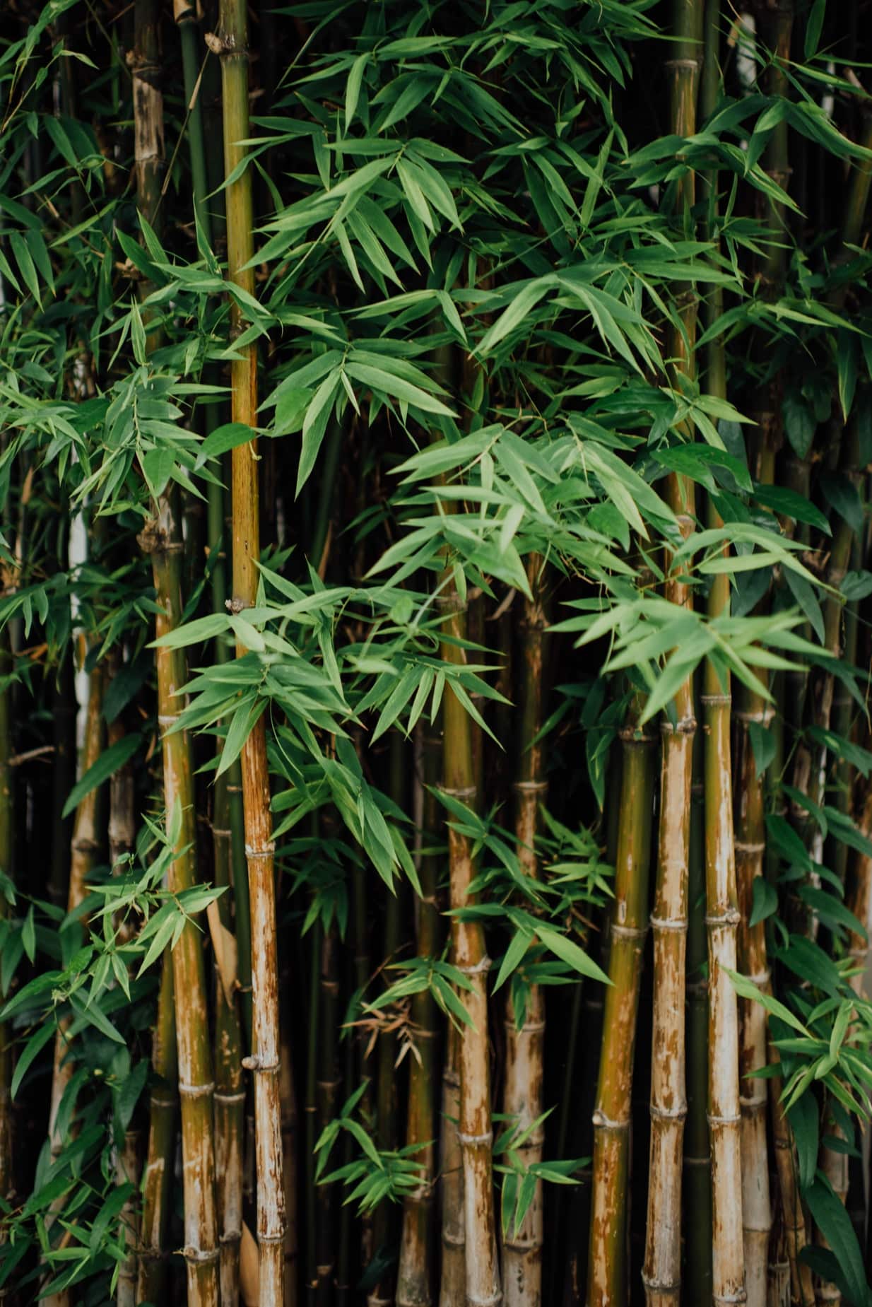 Bamboo as privacy plant