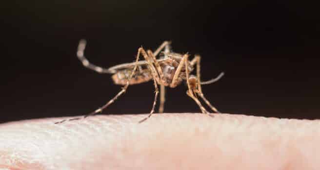 Mosquito macro photography