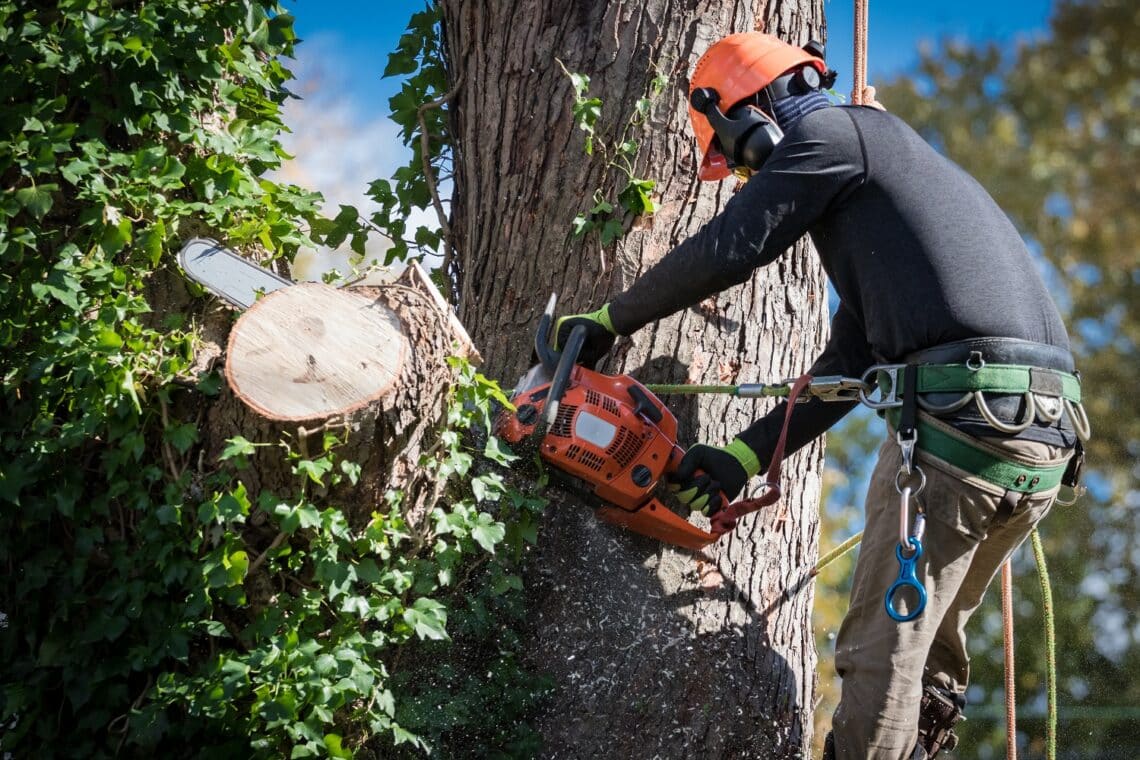Tree removal tips how to do it safely 1