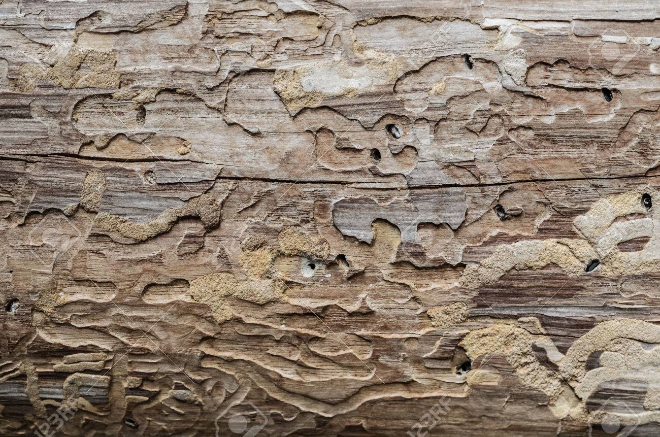 How often should your home be treated for termites