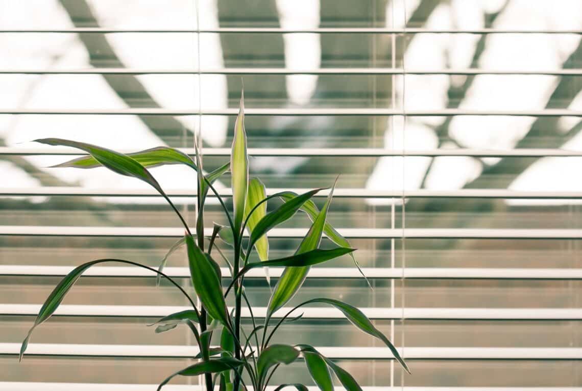 Should you consider getting motorized blinds 2