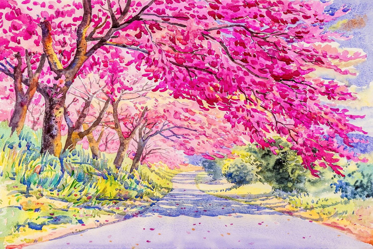 Painting pink color of wild himalayan cherry flower