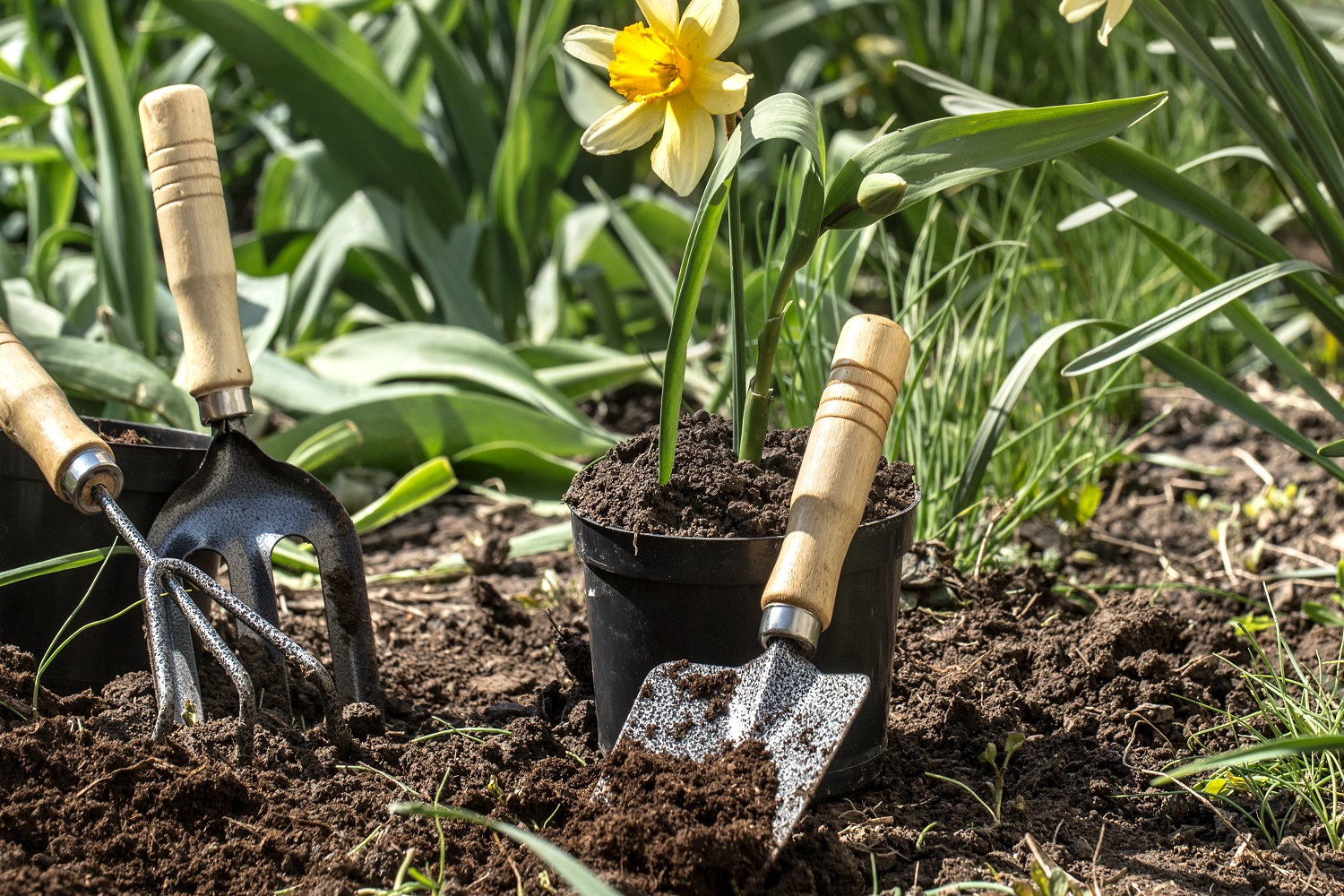 Gardening kits are one of the best gifts for gardeners