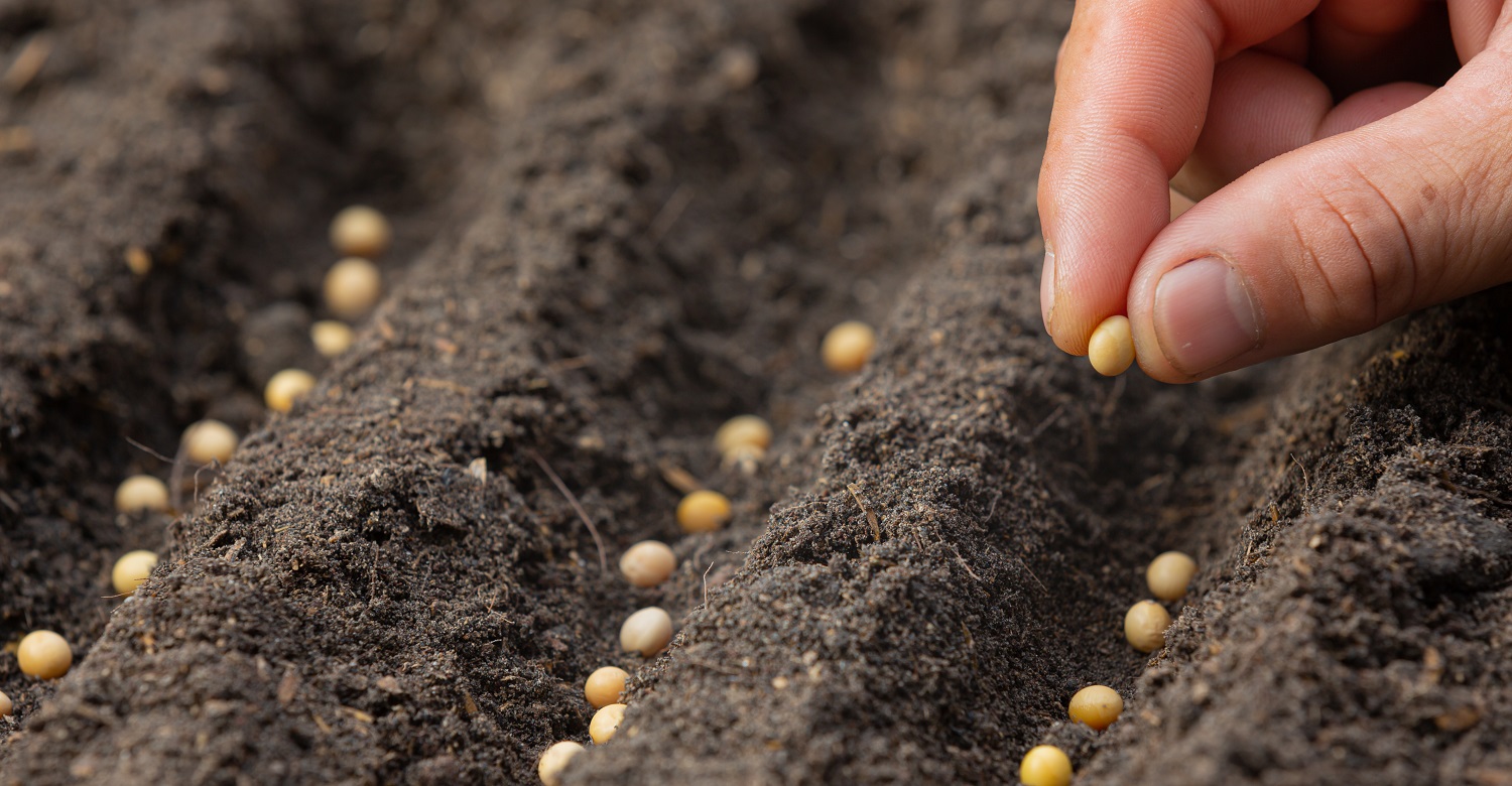 Close up picture of hand holding planting the seed of the plant