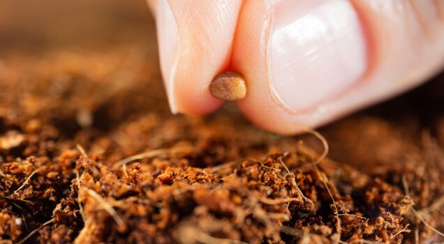 Spring planting of seeds. Seed in the fingers. Coconut substrate. Detailed macro photo. The concept of growing vegetables, herbs.