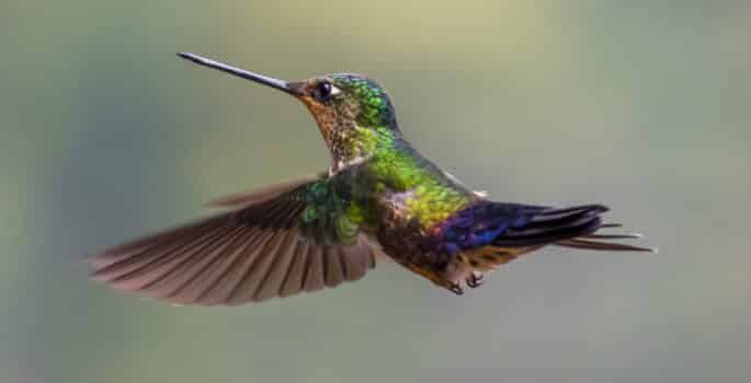 Best hummingbird feeders 012