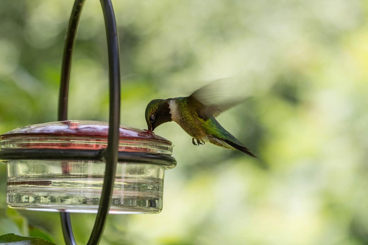 Best hummingbird feeder recycled