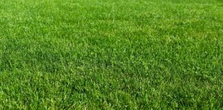 Green grass lawn in the garden, green flooring making concept, football pitch training or golf lawn. Green grass texture background, ground level view.Abstract natural background with selective focus