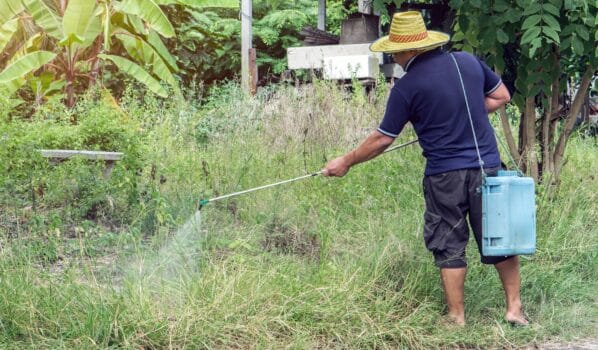 Asian man watering his garden. , farmer kills weed spraying pesticides in field by manual backpack sprayer. , gardener kill the weed.