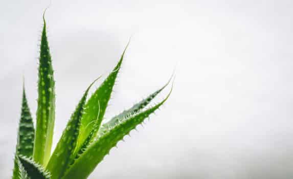 A closeup shot of the green leaves of an aloe plant with a white background