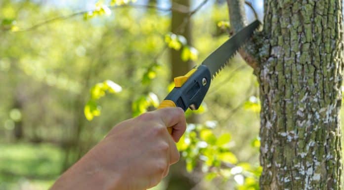 pruning a tree with a hand saw in the woods.