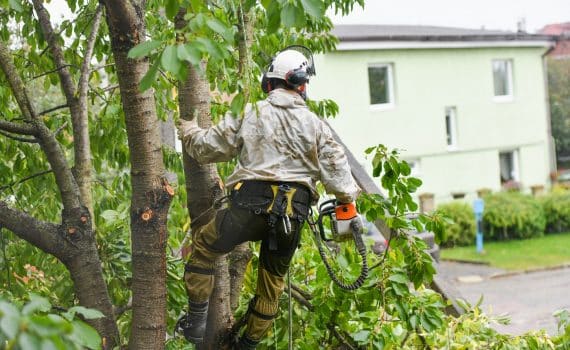 A worker with a helmet works at a height in the trees. Climber on a white background. Arborist man cuts branches with a chainsaw and throws it to the ground. Lumberjack works with a chainsaw