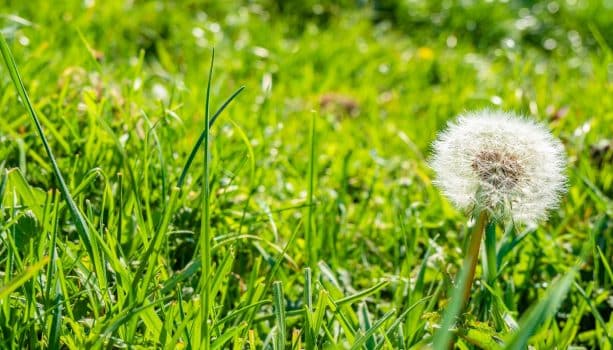A selective focus shot of a common dandelion in the green grass