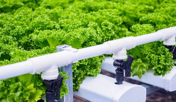 Fresh organic green leaves lettuce salad plant in hydroponics vegetables farm system
