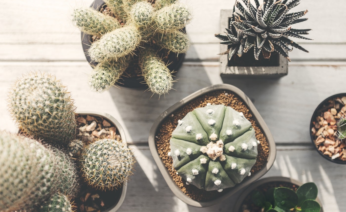 Cactus pot home plants concept