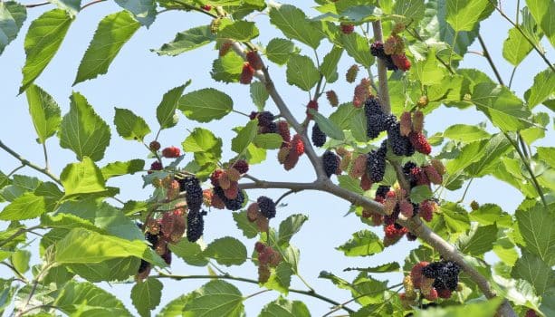 Black mulberry tree, morus nigra, covered with ripening fruits. Sao paulo state, brazil