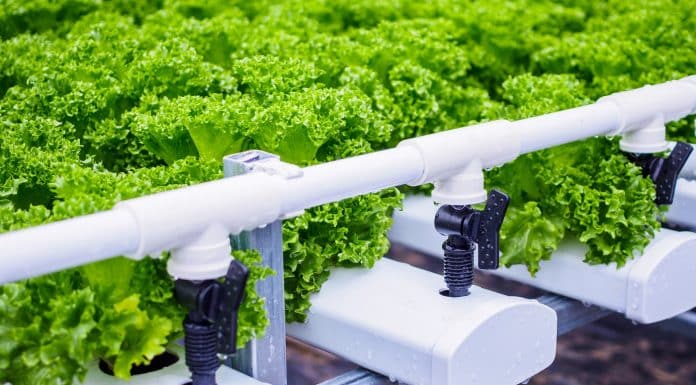 Fresh organic green leaves lettuce salad plant in hydroponics ve