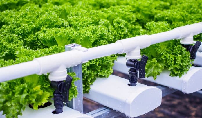 Fresh organic green leaves lettuce salad plant in hydroponics ve