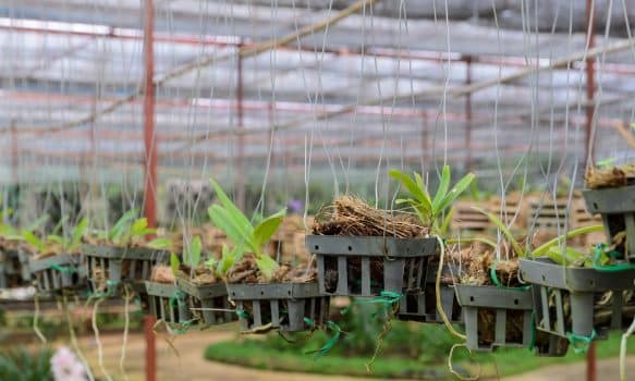 Dendrobium orchid seedlings plant nursery in greenhouse
