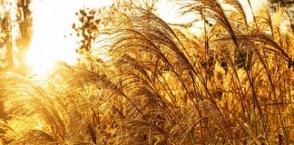Pampas grass or dry reed in the fall warm rays of sunset. Trendy gold color. Natural background.