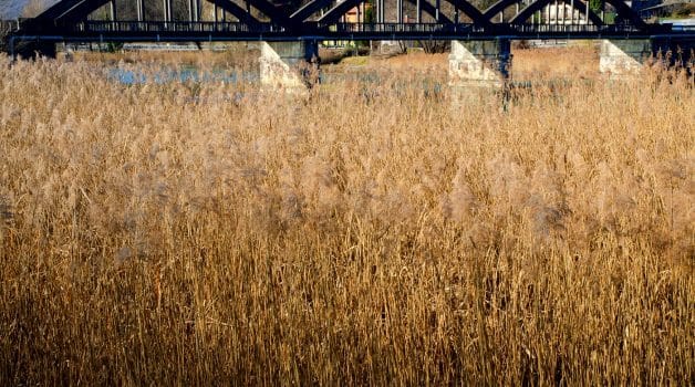 A field of pampas grass and a bridge in piedmont, italy